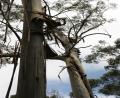 big eucalyptus trees
