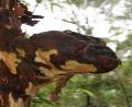 weird tree growth