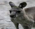skippy