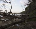dead wood