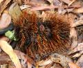 weird spikey thing