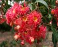 pretty flowers