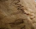scribbly gums