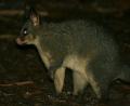 little cutie possum