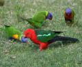 pretty birds