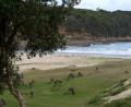 Pebbly Beach Kangaroos