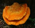 big tree fungi