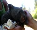 baby wombat