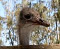 Emu