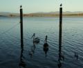 pelicans and seagulls