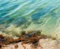 clear waters