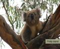 cutie koalas