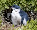 wonderful little penguins!!