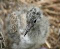 cute baby seagull