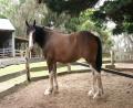 gentle giant