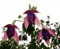 one for the gardeners!!