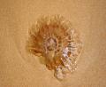 washed up jelly fish