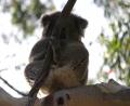 Bimbi Park koala