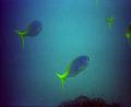 blue and yellow fish