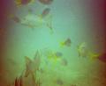 yet more fish