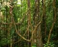 dense rainforest