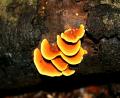 tree fungi