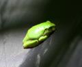 baby frog