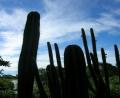 big cacti