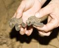 loggerhead turtle hatchling