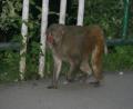 dont-mess-with-me-monkey