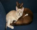 Jason and Chantay's cats