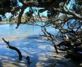 mangrove beach