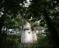 biggest Kauri tree