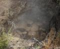 steamy mud pools