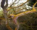 strange effect on trees