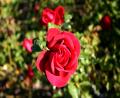 close up of rose garden