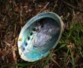 paua shell