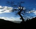 tree sillouette