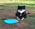 resident cat