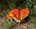 colourful fungi