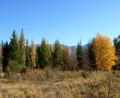 autumn trees