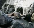 sleepy seal