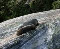 more sleepy seals