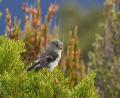 Rob's bird shot