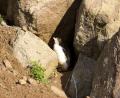 rare Yellow Eyed penguin