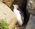 penguin close up