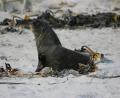 big sealion!