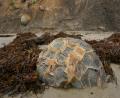 honeycomb boulder
