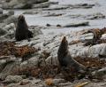 couple of seals