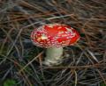 funny mushroom!